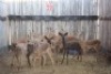 10 X ROOIBOK/IMPALA BOERGEES (PER STUK OM LOT TE NEEM)