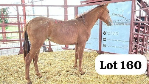 1 X Tswana Mare Rayent Farms (Wilson Ngakeaemang)