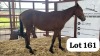 1 X Tswana Mare Rayent Farms (Wilson Ngakeaemang)