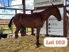 1 X Tswana Stallion Rayent Farms (Wilson Ngakeaemang)