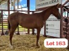 1 X Tswana Stallion Rayent Farms (Wilson Ngakeaemang)