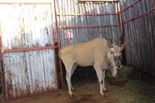 1 X ELAND BOERGEES
