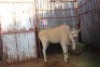 1 X ELAND BOERGEES