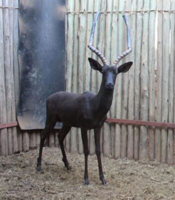 1 X SWART ROOIBOK/BLACK IMPALA JENOBLI