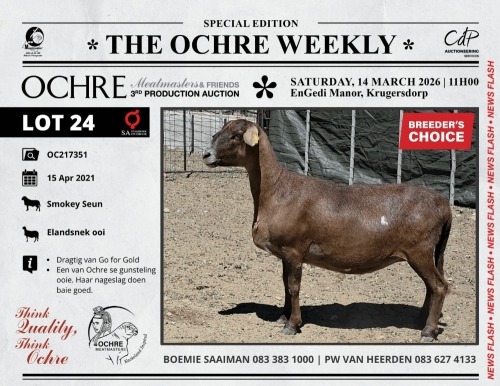 1 X MEATMASTER RECORDED PREGNANT EWE Ochre Meatmasters