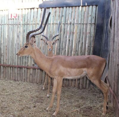 2 X ROOIBOK/IMPALA JENOBLI (PER STUK OM LOT TE NEEM)