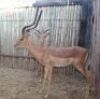 2 X ROOIBOK/IMPALA JENOBLI (PER STUK OM LOT TE NEEM)