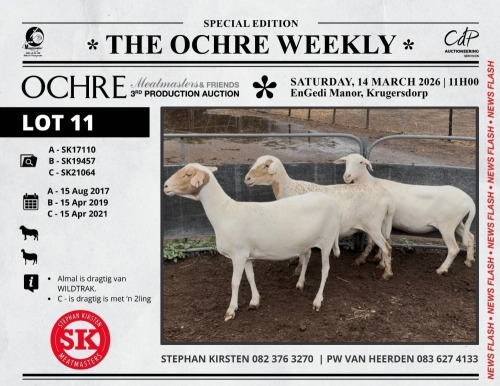 WITHDRAWN - 1 X MEATMASTER NOT RECORDED PREGNANT EWE Stephan Kirsten Meatmasters
