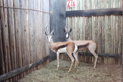 1 X KOPER SPRINGBOK/COPPER SPRINGBUCK BOERGEES