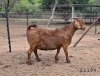 1 X KALAHARI RED FLOCK PREGNANT DOE Vandergoat Stud - 2