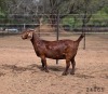 WITHDRAWN - 1 X KALAHARI RED DOE Vandergoat Stud - 2
