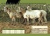 3 x Dragtige Stoet Meatmaster Ooie (Hartwater)