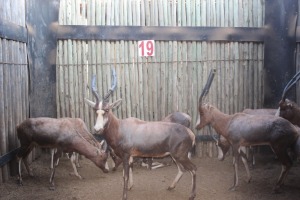 8 X BLESBOK/BLESBUCK JENOBLI (PER STUK OM LOT TE NEEM)