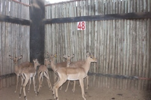 6 X ROOIBOK/IMPALA JENOBLI (PER STUK OM LOT TE NEEM)