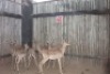 6 X ROOIBOK/IMPALA JENOBLI (PER STUK OM LOT TE NEEM)
