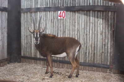 2 X SWARTWITPENS/SABLE SUPREME (PER STUK OM LOT TE NEEM)