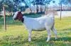 WITHDRAWN - 1 X BOER GOAT DOE YBG 48 (PTY) LTD