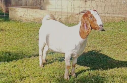 1 X BOER GOAT FLOCK DOE YBG 48 (PTY) LTD