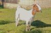 1 X BOER GOAT FLOCK DOE YBG 48 (PTY) LTD