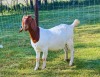 WITHDRAWN - 1 X BOER GOAT DOE YBG 48 (PTY) LTD