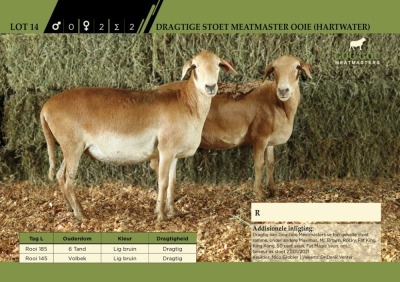 2 x Dragtige Stoet Meatmaster Ooie (Hartwater)