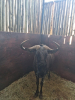 1X Blouwildebees/Blue Wildebeest M:1 T:1 - 2