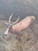 1X Blesbok/Blesbuck M:1 T:1 - 2