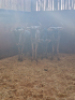 4X Blouwildebees/Blue Wildebeest V/F:4 T:4(per stuk om lot te neem) - 2