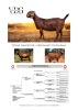 WITHDRAWN - 1 X KALAHARI RED DOE Vandergoat Stud