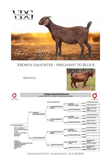 WITHDRAWN - 1 X KALAHARI RED PREGNANT DOE Vandergoat Stud