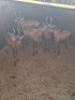 5X Rooihartebees/Red Heartbeest V/F:5 T:5(per stuk om lot te neem) - 2