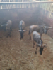 4X Blouwildebees/Blue Wildebeest M:2 V/F:2 T:4(per stuk om lot te neem) - 2