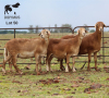 LOT 50 4X MEATMASTER OOI/EWE CHRISTOF GROBLER : 0837812076 - 2