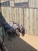 5X Blouwildebees/Blue Wildebeest T: 5(per stuk om lot te neem) - 2