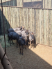 5X Blouwildebees/Blue Wildebeest T: 5(per stuk om lot te neem) - 3