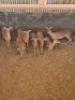 7X Rooibok/Impala V/F:7 T: 7(per stuk om lot te neem) - 2