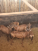 5X Rooihartebees/Red Heartbeest M:1 V/F:4 T: 5(per stuk om lot te neem) - 2