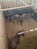 4X Blouwildebees/Blue Wildebeest T: 4(per stuk om lot te neem) - 2