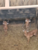 3X Rooibok/Impala M:3 T: 3(per stuk om lot te neem) - 2