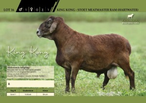 King Kong - Stoet Meatmaster Ram (Hartwater