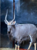 1X Njala/Nyala M:1 T: 1 - 5