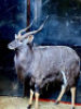 1X Njala/Nyala M:1 T: 1 - 6