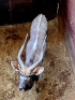 1X Njala/Nyala M:1 T: 1 - 7