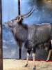 1X Njala/Nyala M:1 T: 1 - 2