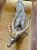 1X Njala/Nyala M:1 T: 1 - 2