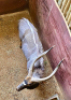 1X Njala/Nyala M:1 T: 1 - 4