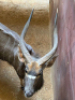 1X Njala/Nyala M:1 T: 1 - 5