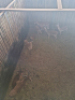 10X Rooibok/Impala M:10 T: 10(per stuk om lot te neem) - 2