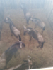6X Blouwildebees/Blue Wildebeest T: 6(per stuk om lot te neem) - 2