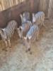 5X Sebra/Zebra T: 5(per stuk om lot te neem) - 2